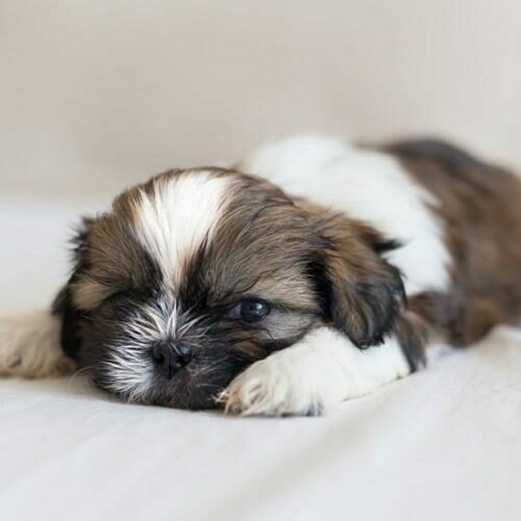 Meet your Posher, Sam - Picture 1 of 1